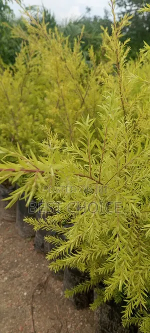 Bottle Brush, Striking Foliage, Aromatic Leaves.