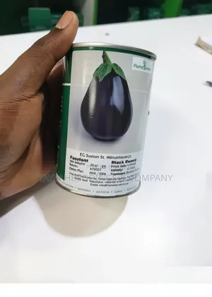 Eggplant Black Beauty Seeds/Suitable for All Climate1000pcs Seeds 50g
