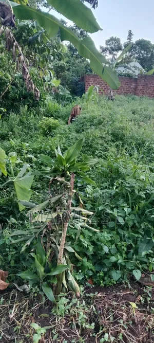 Plot for Sale ( Bujjuko)