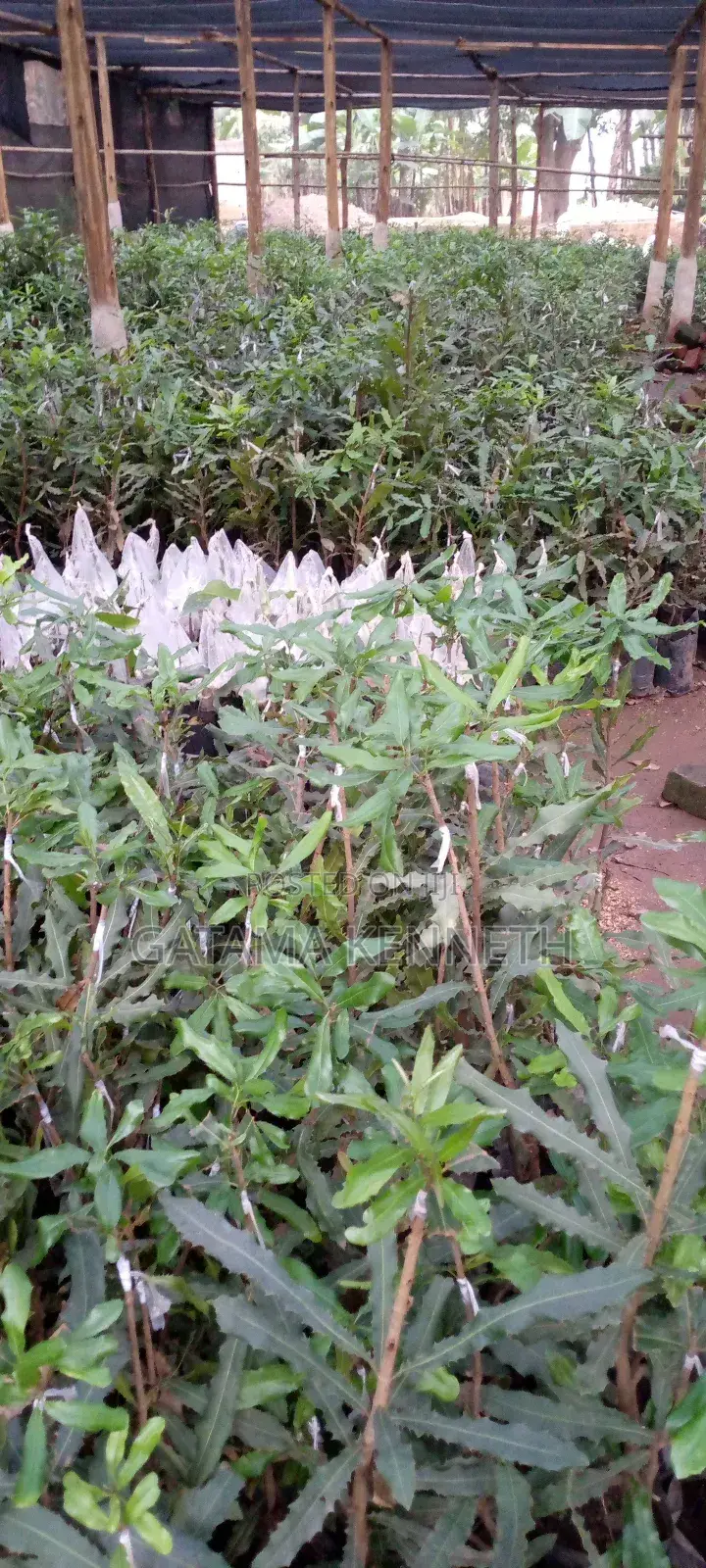 Grafting Services