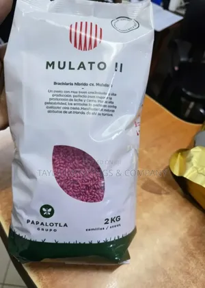 Mulato Grass Ii 2 Kg Brachiaria Hybrid High Production