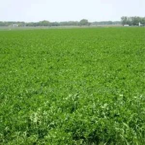 Lucerne Alfalfa Grass Seeds Multi Cut Grass for Cow and Goat