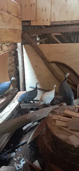 Guinea Fowls