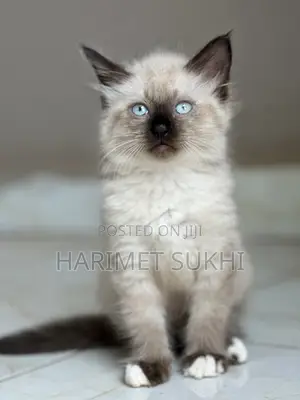 1-3 months Female Purebred Ragdoll