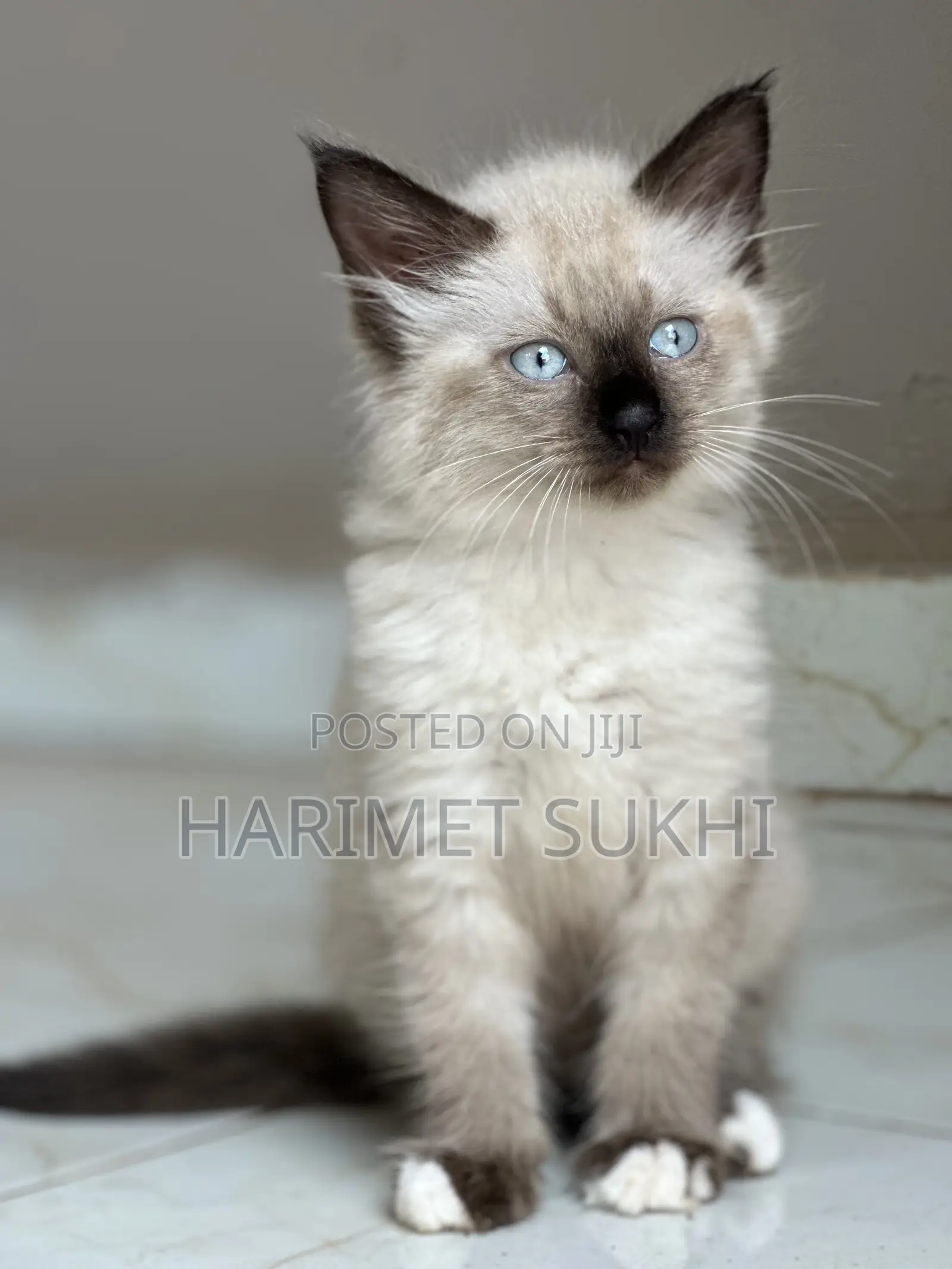 1-3 months Female Purebred Ragdoll