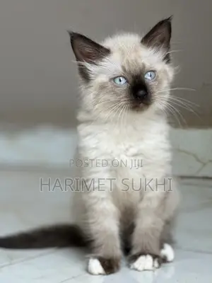 1-3 months Female Purebred Ragdoll