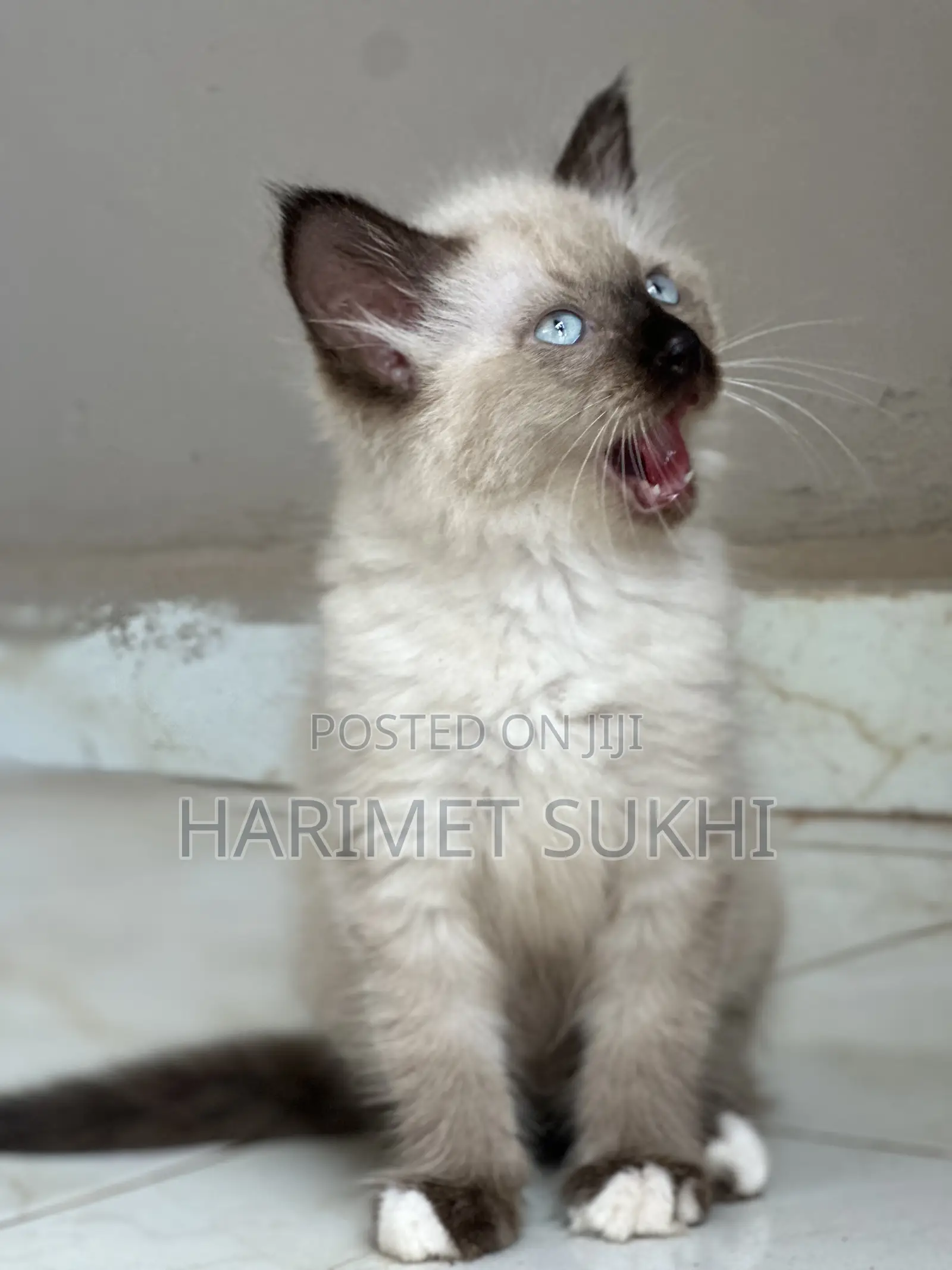 1-3 months Female Purebred Ragdoll