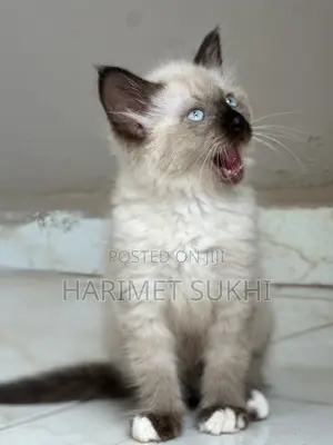 1-3 months Female Purebred Ragdoll