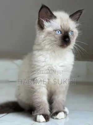 1-3 months Female Purebred Ragdoll