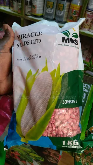 Longe 5maize – Early Maturing, Weather Tolerant, and High-Yielding