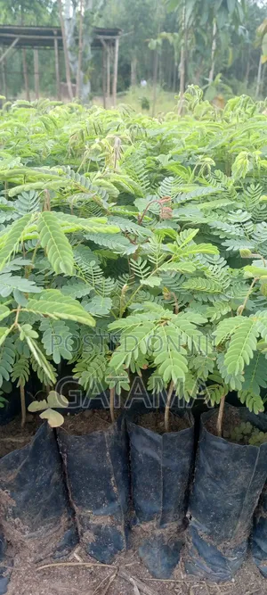 Albizia/Omugavu Seedlings