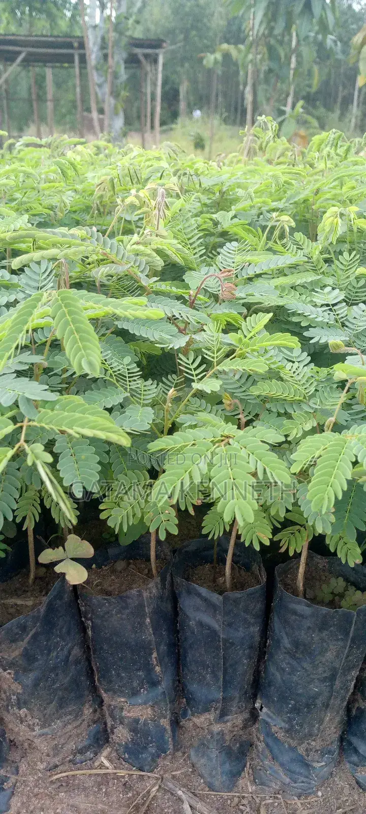Albizia/Omugavu Seedlings