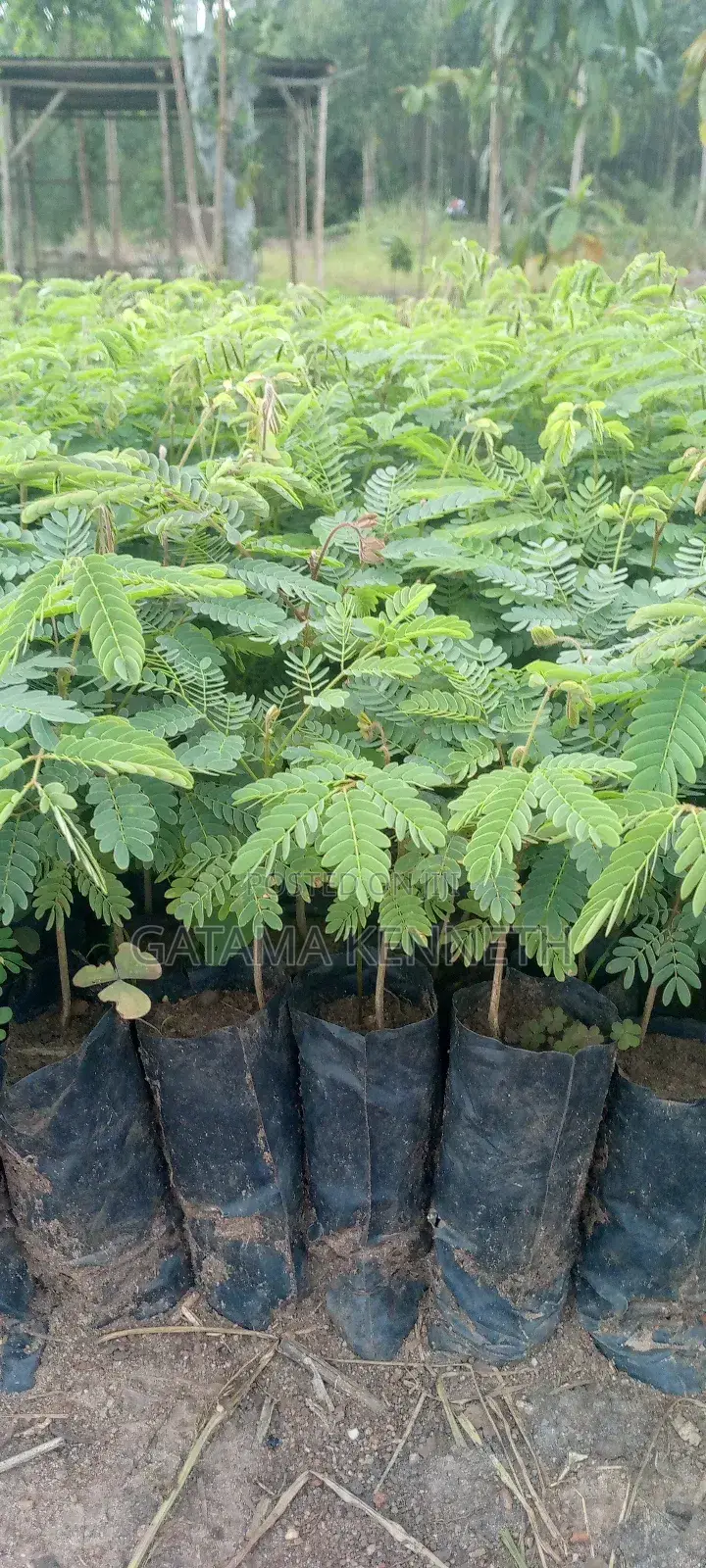 Albizia/Omugavu Seedlings