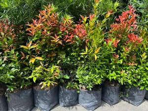 Euginia Seedlings