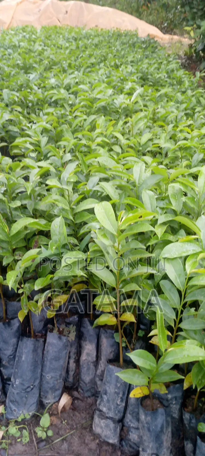 Soursop/Kitaferi/Anona Muricata Seedlings