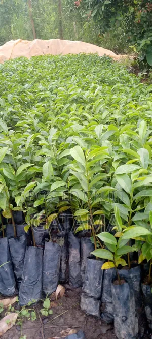 Soursop/Kitaferi/Anona Muricata Seedlings