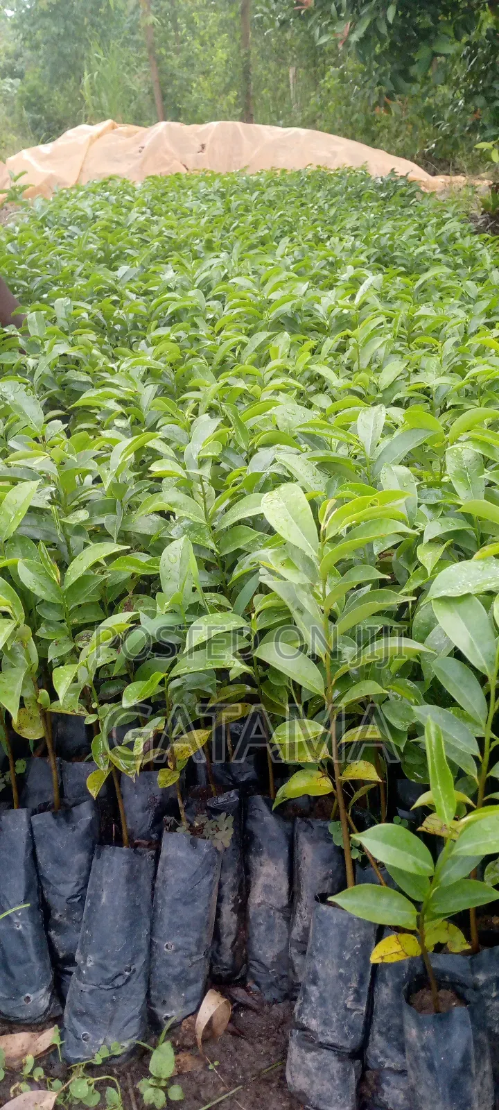 Soursop/Kitaferi/Anona Muricata Seedlings