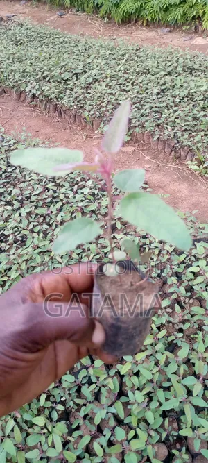 Lemon Eucalyptus