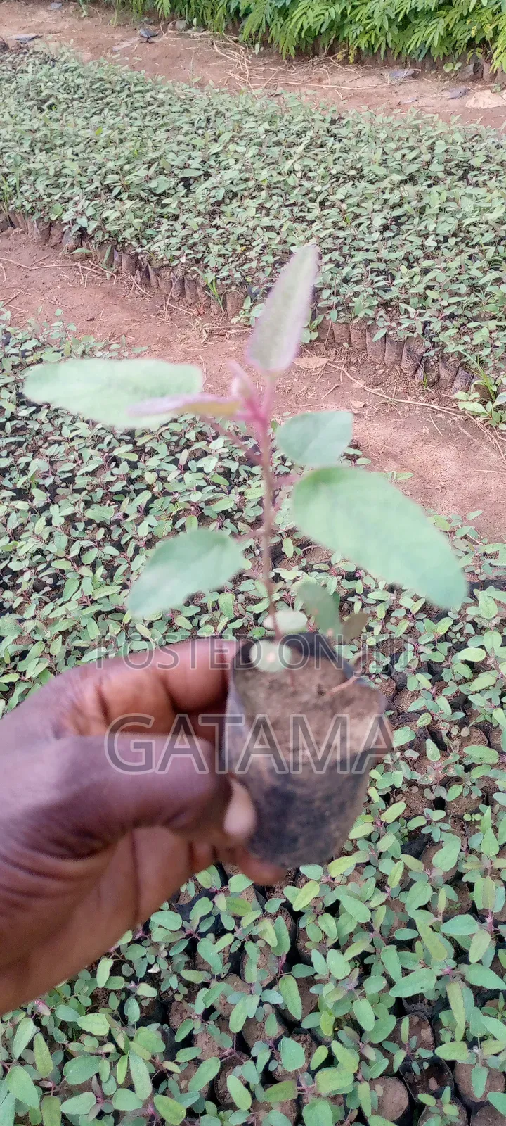 Lemon Eucalyptus