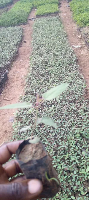 Lemon Eucalyptus
