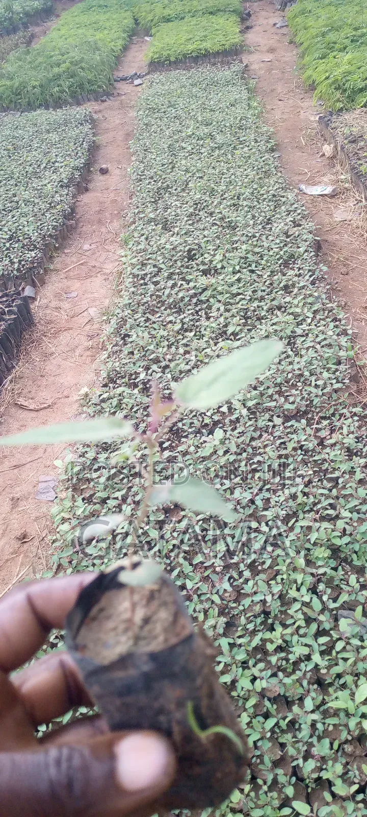 Lemon Eucalyptus
