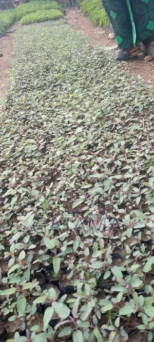 Lemon Eucalyptus