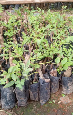 Kigelia Africana/Omusa Seedlings
