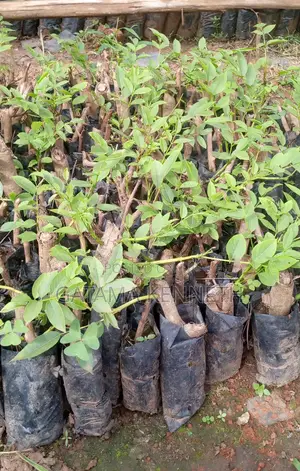 Kigelia Africana/Omusa Seedlings