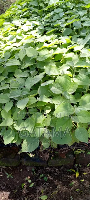 Codia/Omukebu Tree Seedlings