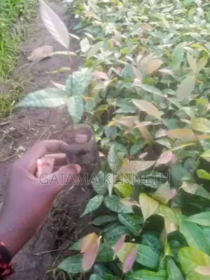 Mahogany Seedlings