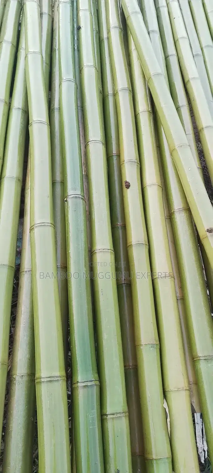 Bamboo Works