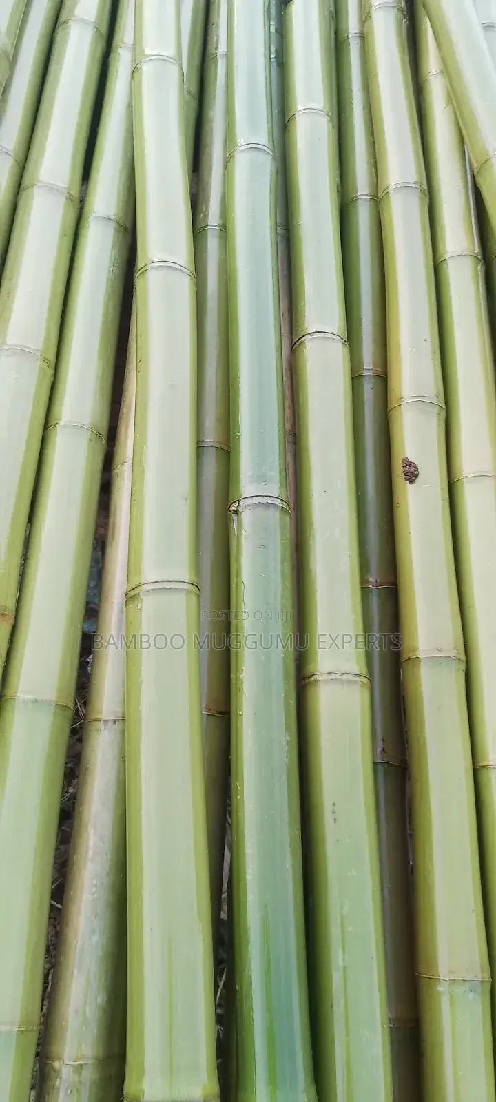Bamboo Works