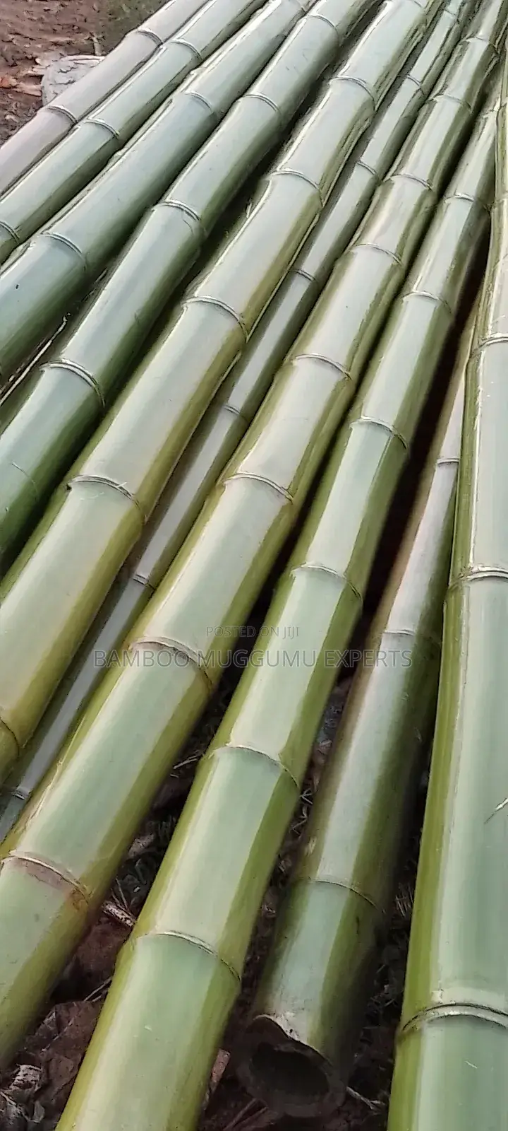 Bamboo Works