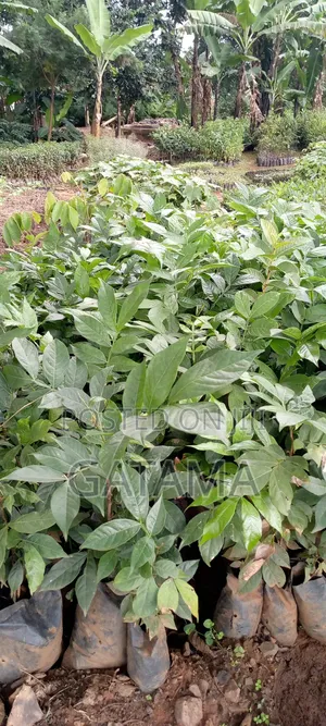 Ice Cream Bean Plant