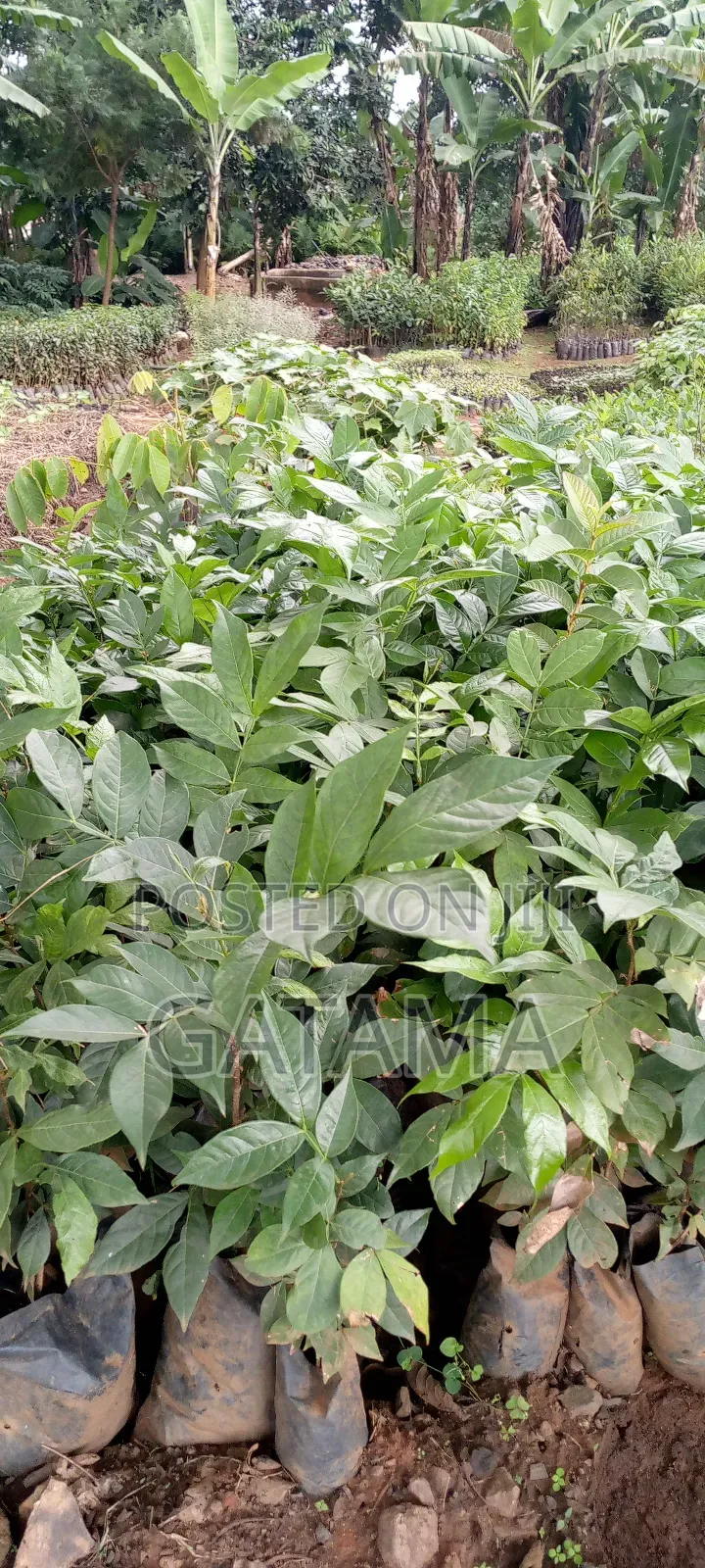 Ice Cream Bean Plant
