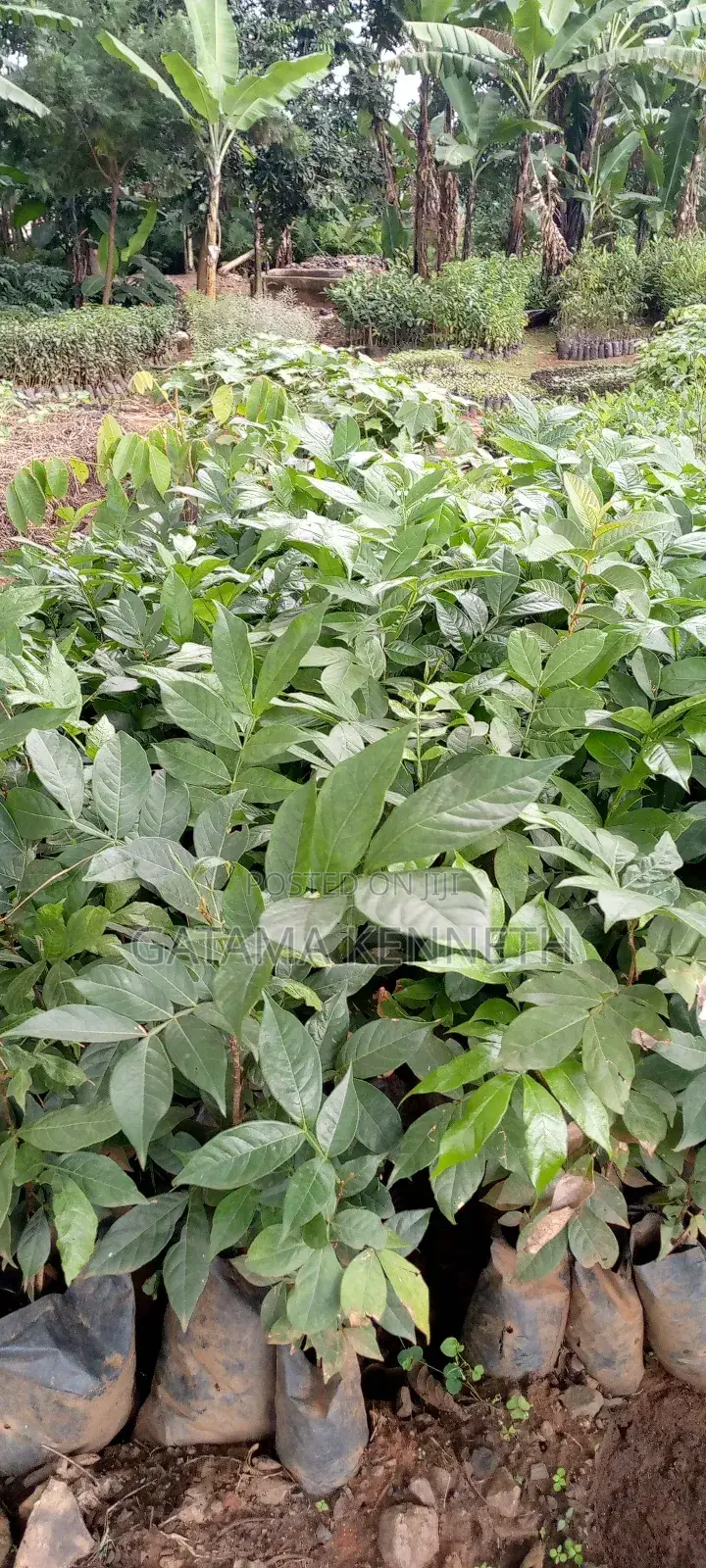 Ice Cream Bean Plant
