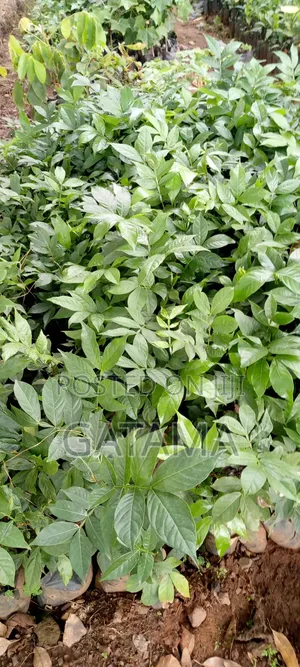 Ice Cream Bean Plant