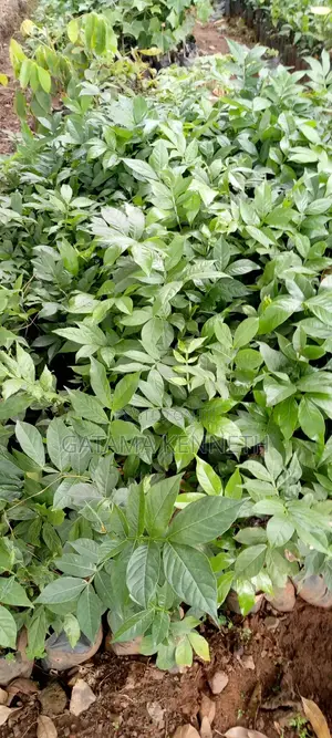 Ice Cream Bean Plant