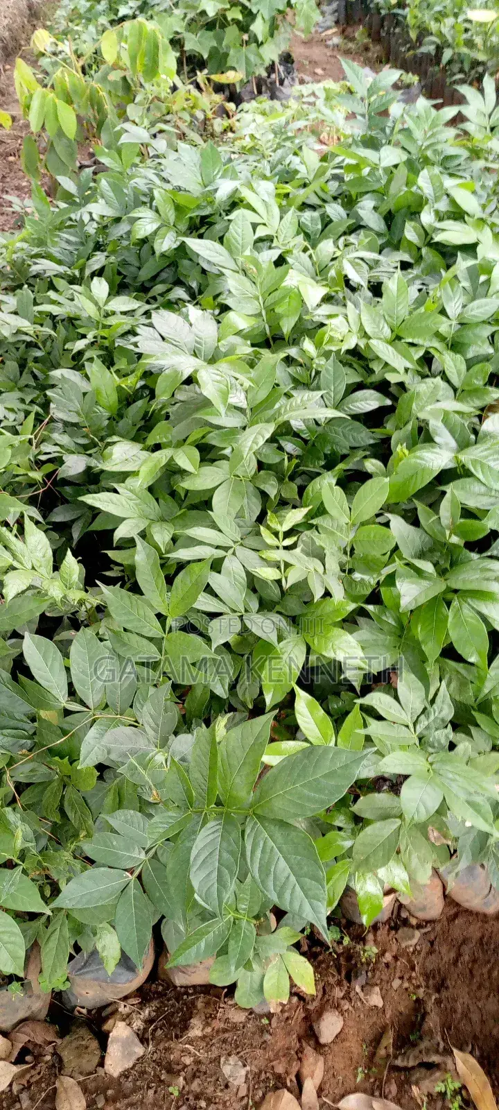 Ice Cream Bean Plant