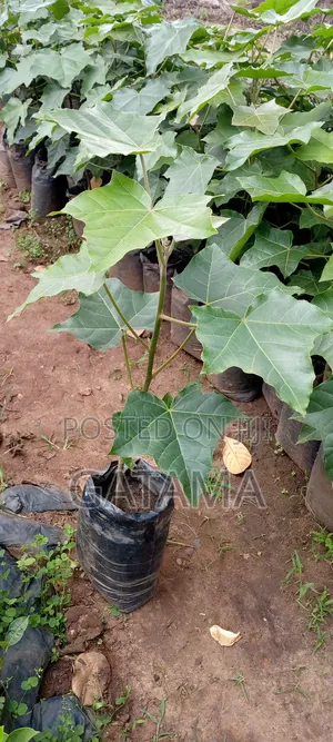 Candlenut Tree/Aleurites Moluccana/Kabaka Angagala