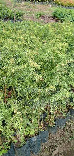 Araucaria/Monkey Puzzle