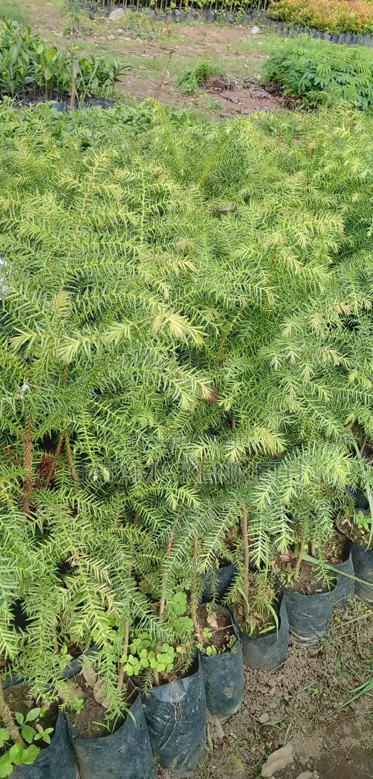 Araucaria/Monkey Puzzle