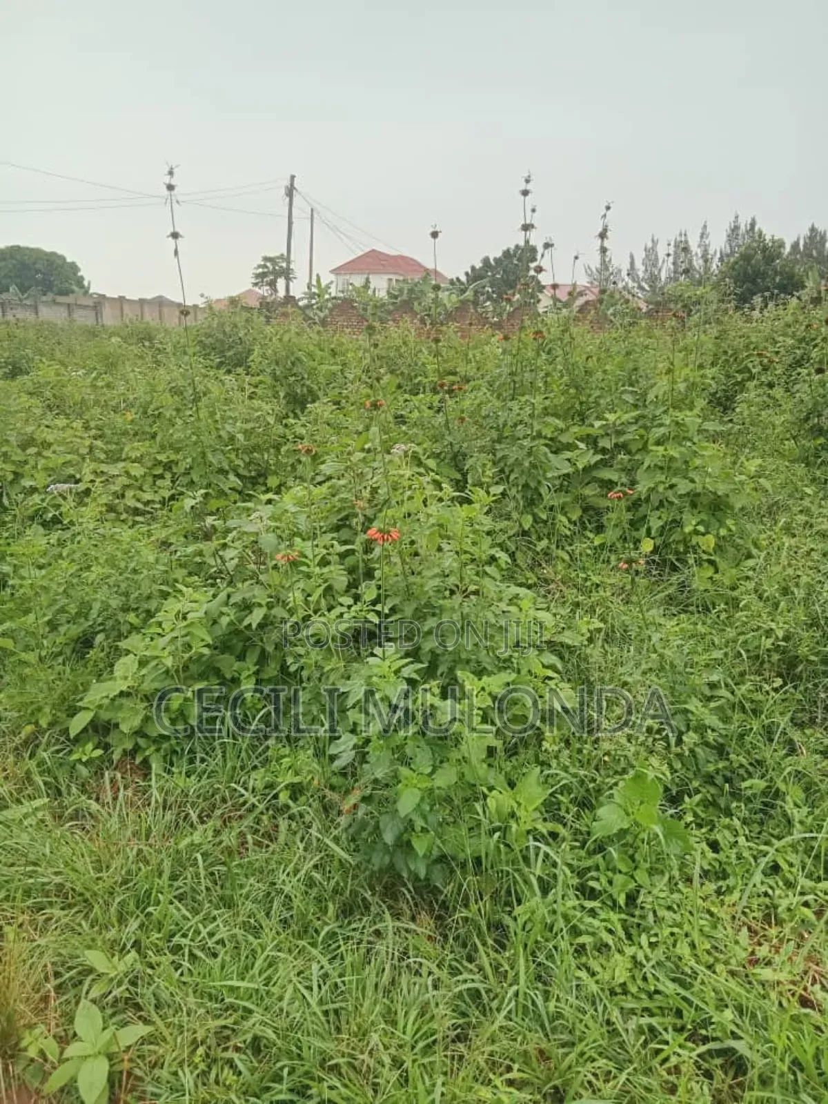 Plot 50 by 100 Bwerenga on Entebbe Rd Mailo Land Title