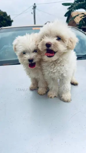 1-3 months Male Purebred Maltese