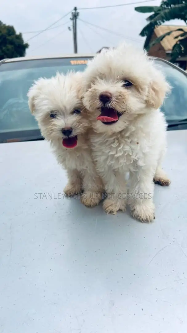 1-3 months Male Purebred Maltese
