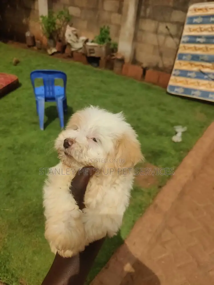 1-3 months Male Purebred Maltese