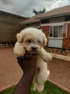 1-3 months Male Purebred Maltese