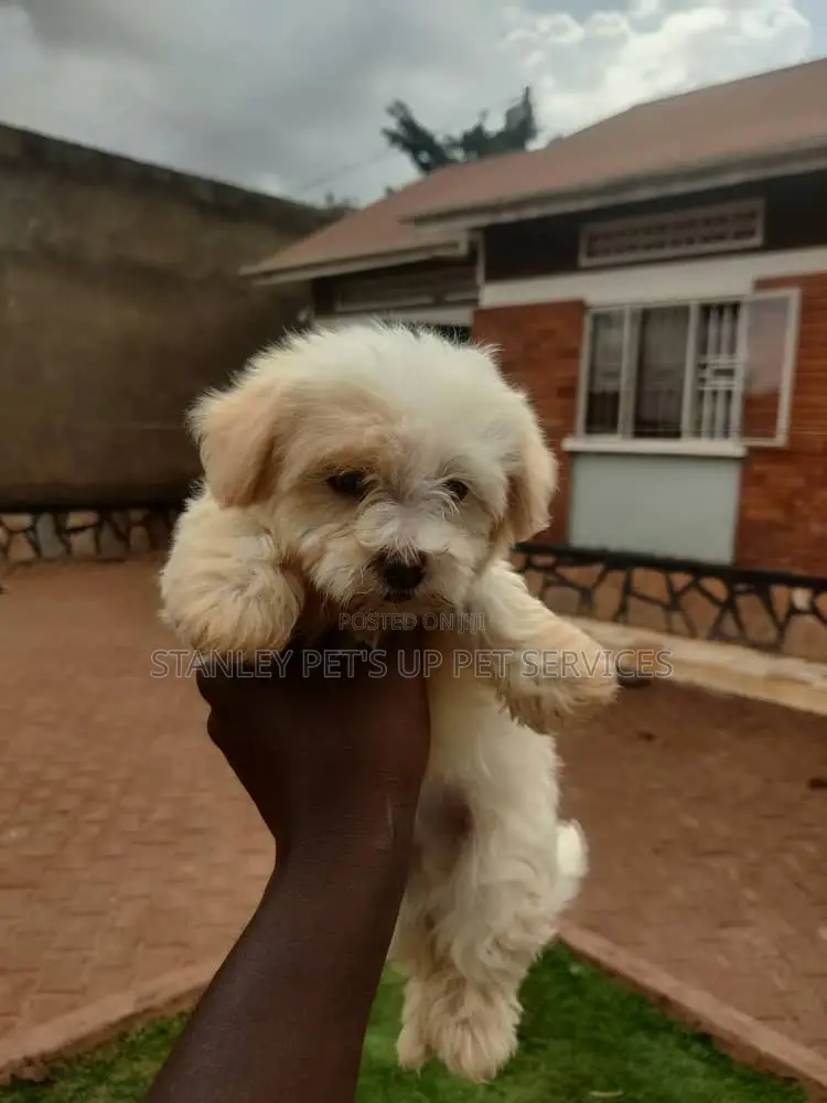 1-3 months Male Purebred Maltese