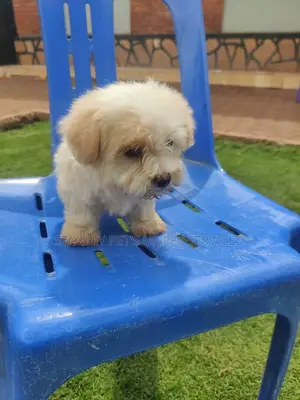 1-3 months Male Purebred Maltese