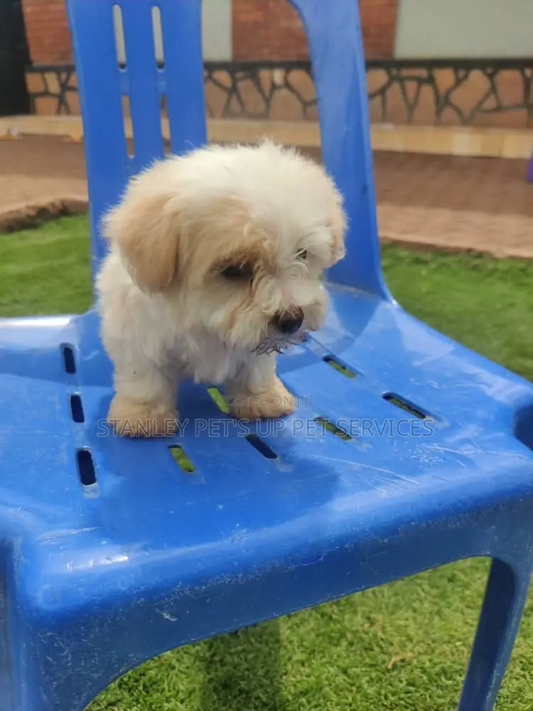 1-3 months Male Purebred Maltese